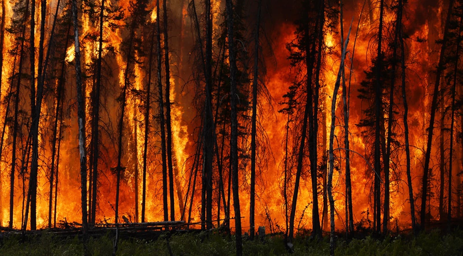 A close, ground-level view of flames engulfing a dense stand of tall pine trees at night.